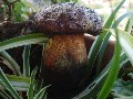 foto funghi 2 - Boletus Rhodopurpureus
